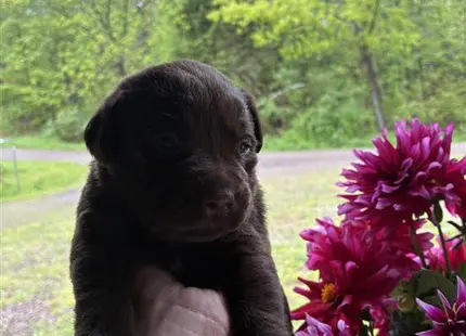 a person holding a labrador retriever puppy